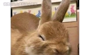 产品测试展会